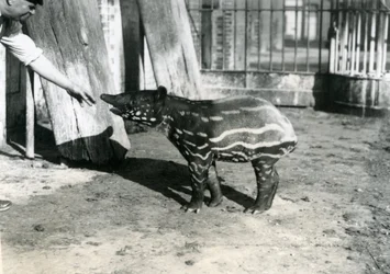 A Young Malayan Tapir with Keeper at London Zoo, 18th October 1921